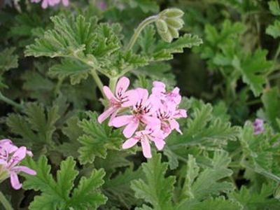 Pelargonium_graveolens indrusaim