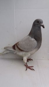 vandut