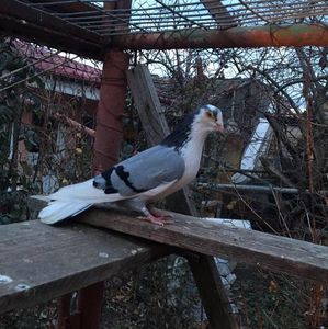 Ciulitul Misu 2009-2019; Nepot Coada Alba &quot;Ion pafta - Miss Pitesti&quot;  unul dintre ultimii pui ai lui Mișu
