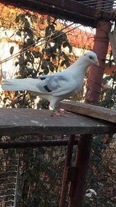 Ultima Coada alba 2014; Fata Coada Alba (Procurorul mic)- Barza ( fata din Frumosul și Muta adusă de la Nirca )
