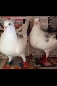 Țigareta2013 - Pinguina 2012; Țigareta zburata 2013-14 (cea mai tare zburatoare in2014) era scosa din Ciulitu Matiz și sora pinguina Nebuna
