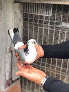 3 Bete 2013 Fiu Zburatorul - Falcuta (Nirca); Fălcuata era adusa de la Nirca.. O fata din Pur Sânge cu Cela.O porumbita dura la ochi și scurta pe aripă dar de o calitate excepțională.
Adusa în același timp cu Muta și cu 007 toți 3 foarte buni.
