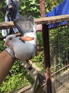 Pui  indigo