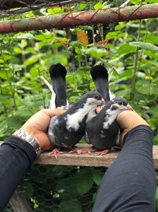 Inchisii leftati( neagra mica cu ureche si fratele ei ); Neagra mica cu ureche zburata la concurs in mai 2019 alaturi de 333 si Ciacaru din Criminalul . Au zburat foarte bine, neagra mica nu a mai coborat la a doua etapa (luata de arete)
