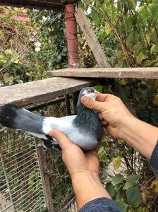 Romeo(fiu din Recuperatul)
