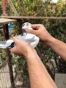 Perlatul 2014( Fiu Zburatorul - Steluta ); Perlatul este ultimul pui din zburatorul nostru,un porumbel plăcut.
