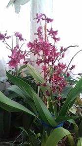 Oncidium 01.12.2018  LA