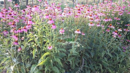 Echinacea Purpurea; Echinacea Purpurea roz
