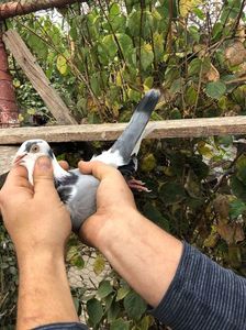 Frate solzi albi 2017(Fiu Perlatul cu mama Apasilor); Făcut la pereche cu Nebuna au dat nervoșii.Pui foarte rai și foarte buni la zbor,nu puteai sa pui mana pe ei.Toți puii lor au zburat foarte bine.
