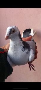 Zburatorul 2006; Unul dintre cei mai buni Zburatori. Tata lui “Procurorul nostru”a fost cel mai tare vioriu pe care l am avut, era scos din Coada  Alba al lui Popa Mihai si Perlata lui Nirca
