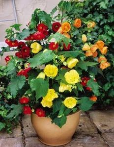 ABUTILON