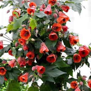 ABUTILON