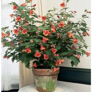 ABUTILON