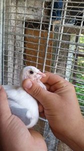 Ochi negri; fata din  Pinguina cu Criminalul
