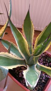 16)agava salmiana crassispina marginata