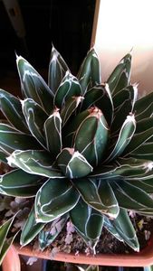 19)agave victorie regine