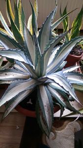 20)agave americana mediopicta alba striata