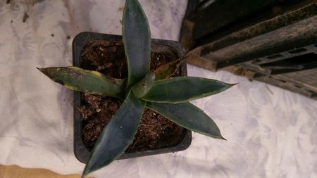 5)americana cv marginata pallida