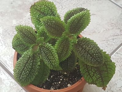 Pilea involucrata, o plantuta primita anul trecut intr-un aranjament de craciun. A rezistat!