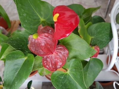 Batranelul Anthurium