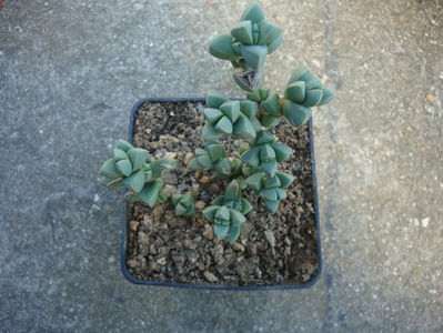 Corpuscularia lehmannii (Eckl. & Zeyh.) Schwantes 1926.; Origine: Africa de Sud (Karoo)
