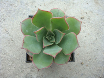 Aeonium castello-paivae Bolle 1859.; Denumire acceptata.
