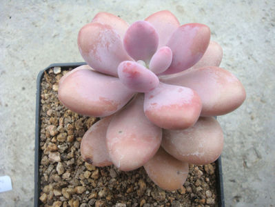 Graptopetalum amethystinum (Rose) E.Walther 1931.; Denumire acceptata. Origine: Mexic; Jalisco (-2°C)
