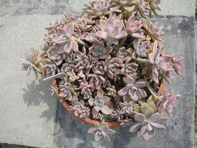 Graptopetalum paraguayense (N.E.Br.) E. Walther 1938.; Denumire  acceptata. Origine; Mexic; Tamaulipas (-5°C).
