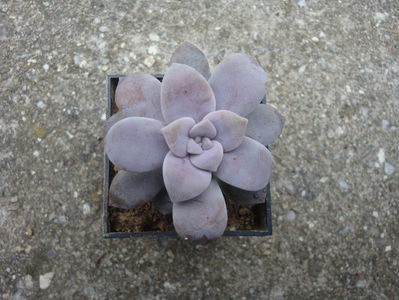 Graptopetalum pentandrum Moran 1971.; Denumire  acceptata.
