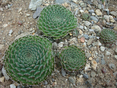 Orostachys spinosa (L.) Sweet 1830; Asia centrala si rasariteana Rusia, Mongolia, Coreea, China -40°C.
