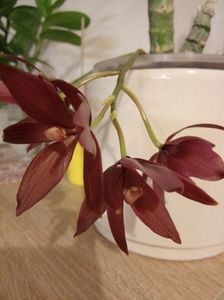 Catasetum wine delight