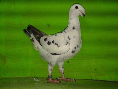 Vanduta