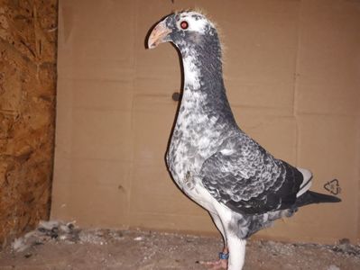 Vanduta