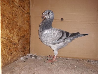 Vandut