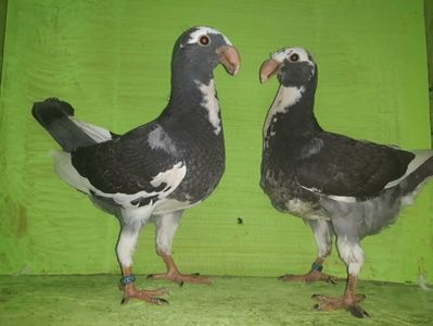 Vanduti