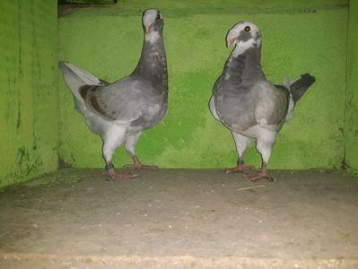 Vanduti
