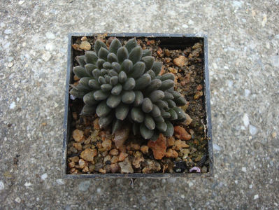 Sinocrassula yunnanensis (Franch.) A. Berger 1930.; Denumire acceptata
