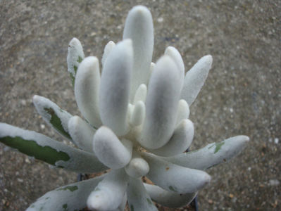 Senecio haworthii (Sweet) Sch.Bip. 1845.; Denumire acceptata.
