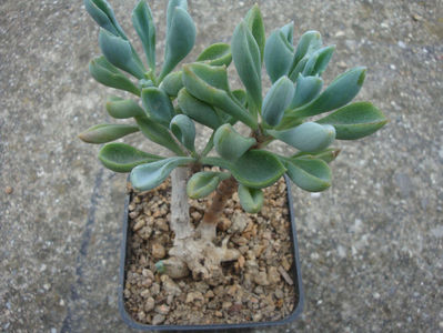 Senecio kleiniiformis Suess. 1937.; Denumire acceptata.
