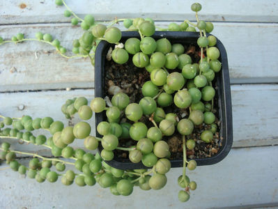 Senecio rowleyanus     H.Jacobsen. 1968.