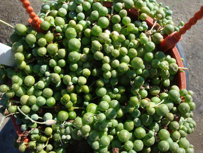 Senecio rowleyanus   H.Jacobsen. 1968.; Denumire acceptata.
