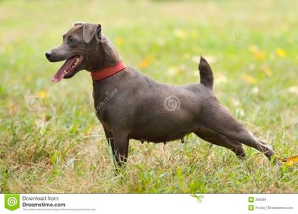 chien-terrier-de-patterdale-256581