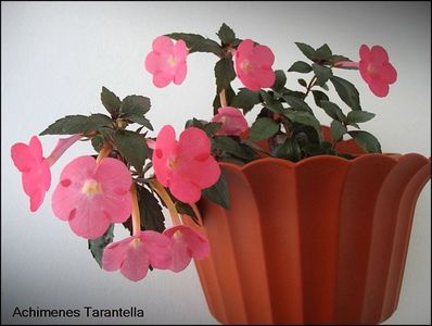 Tarantella