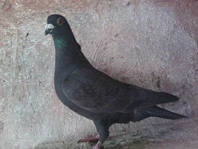 femelă - 2018.; 50%meulemans .P aprilie 2021.

