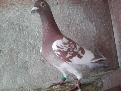 femelă- 2017.; meulemans .P. aprilie 2021.

