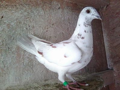 femelă-2018; pietraine -meulemans.Yburată 60 km. rutieri.Pierdută 2022.
