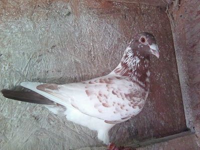 mascul- 2018; meulemans.

