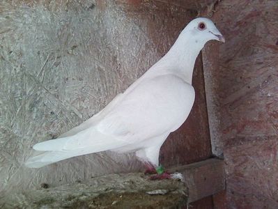 mascul- 2018; meulemans-pietraine.Pierdut -mai,2019.
