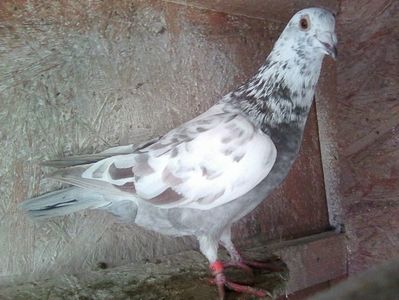 mascul-2018; pietrine-meulemans.Pierdut mai, 2019.
