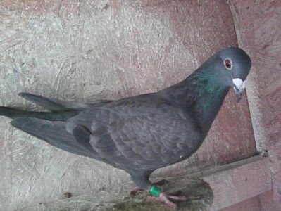 femelă- 2018; 50%meulemans,zburată 70km.
